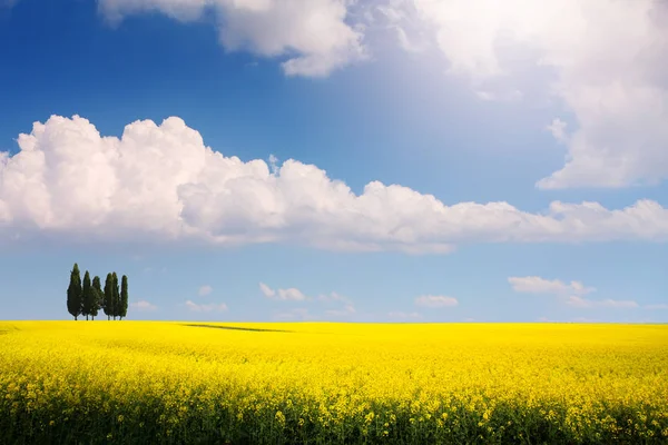 Bio Energie Rapsfeld Voorjaar Panorama — Stockfoto