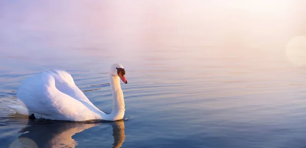 Cisne Branco Lago Primavera — Fotografia de Stock
