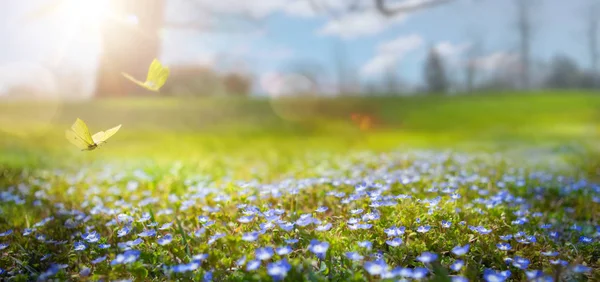 Wiosna Kwiat Parku Kwietnia — Zdjęcie stockowe