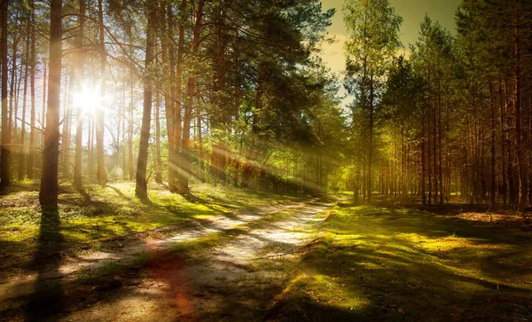 Sentiero Tra Pinete — Foto Stock