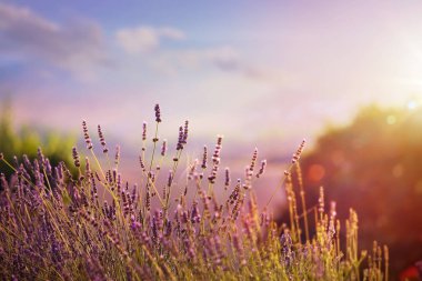 Blooming lavender in a field at sunset clipart