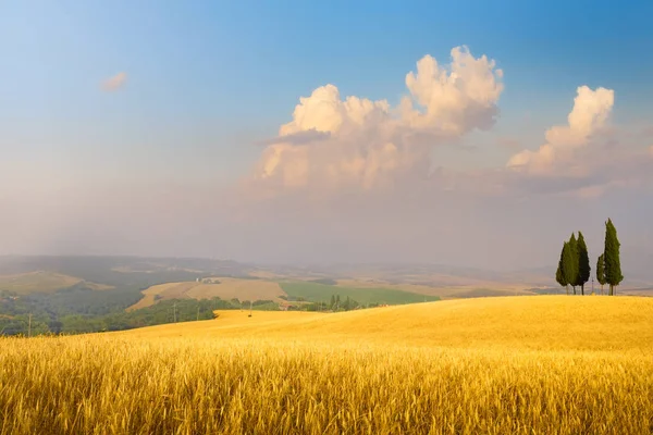 Italienische Sommerlandschaft Goldene Felder Und Blauer Himmel — Stockfoto