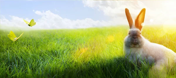 Buona Pasqua Coniglietto Pasqua Sul Soleggiato Campo Primaverile Fiorito — Foto Stock