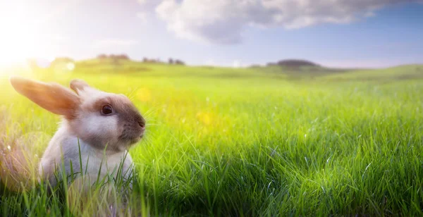 复活节快乐 复活节兔子在阳光明媚的花期春天领域 — 图库照片
