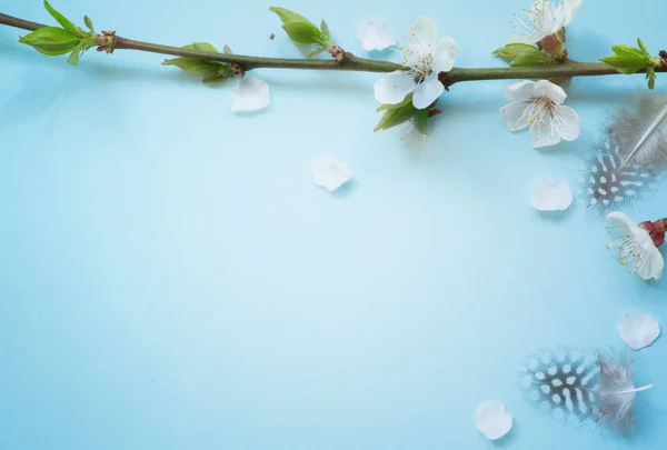 Lente Tijd Achtergrond Cherry Blossom Bomen — Stockfoto