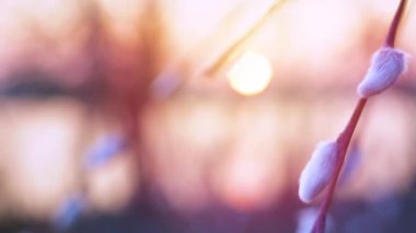 Güzel doğa kırsal manzara; gündoğumu gökyüzü üzerinde bahar çiçekli tarla