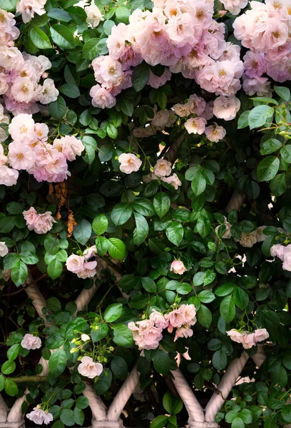 Jarní ohraničení pozadí s růžové růže květ květ — Stock fotografie