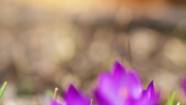 Hermoso Paisaje Natural Campo Floración Primavera Sobre Cielo Del Amanecer — Vídeo de stock