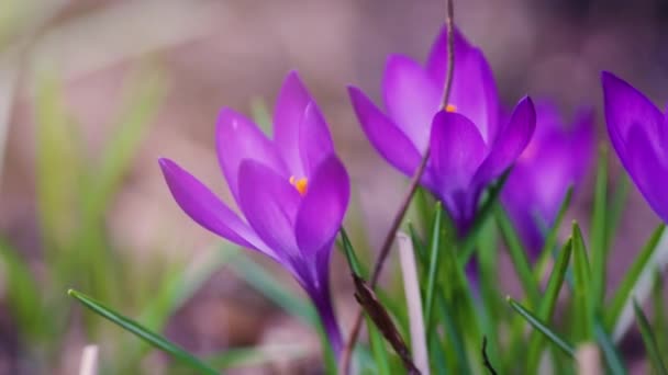 Hermoso Paisaje Natural Campo Floración Primavera Sobre Cielo Del Amanecer — Vídeos de Stock