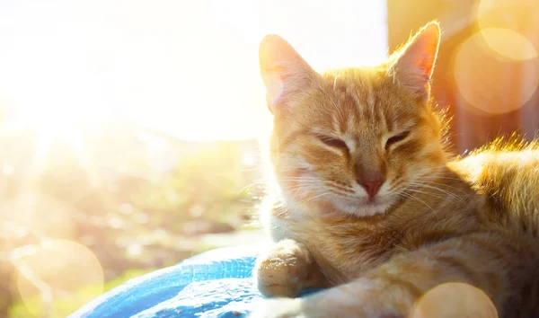 Relaxed and happy cat gets pleasure basking in the spring sun — Stock Photo, Image