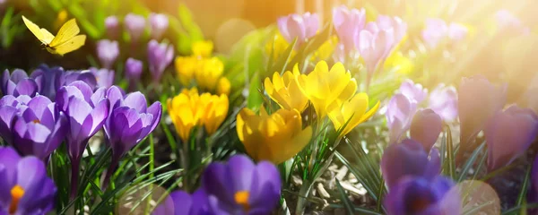 Lente bloemen op veld - abstracte lente landschap — Stockfoto