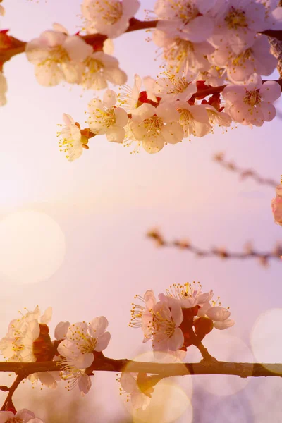 Όμορφη άνοιξη λουλούδια συνόρων· Floral φόντο με ροζ blo — Φωτογραφία Αρχείου