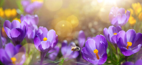 beautiful spring background. blossom spring flowers on morning s