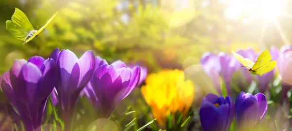 Belo fundo de primavera. flores de primavera flor na manhã s — Fotografia de Stock