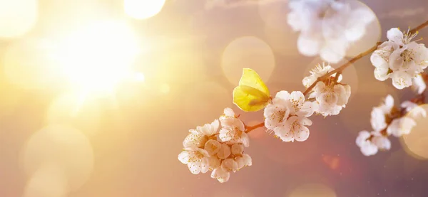 Borda de primavera ou arte de fundo com flor de árvore rosa . — Fotografia de Stock