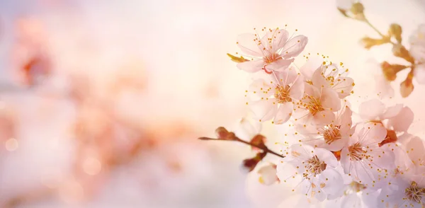 Frontera de primavera o arte de fondo con flor rosa árbol floreciente —  Fotos de Stock