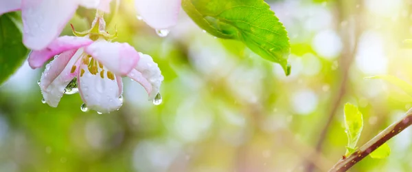 봄 꽃 배경; 아름 다운 핑크 나무 꽃 — 스톡 사진