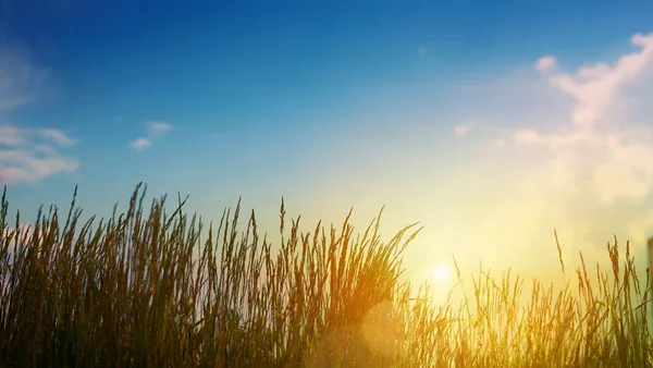 Grönt gräs på sommaren fält-abstrakt solnedgång landskap — Stockfoto