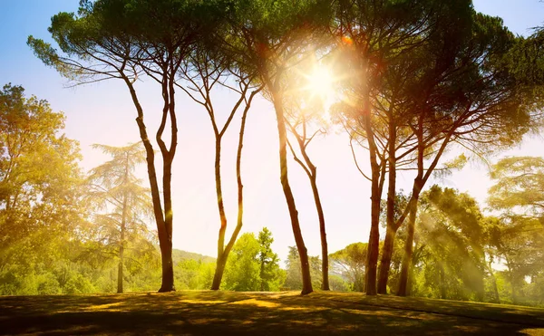 Kunst Sommer Sonnenaufgang; Landschaft mit alten Kiefern — Stockfoto