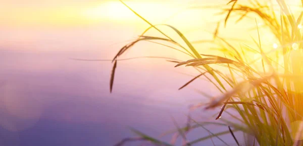 Zomer natuur achtergrond; zonsondergang over veld — Stockfoto