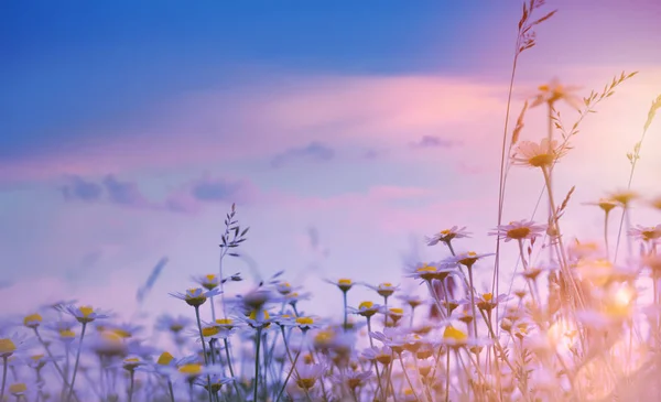 Arte verão floral natureza fundo; pôr do sol sobre o prado — Fotografia de Stock
