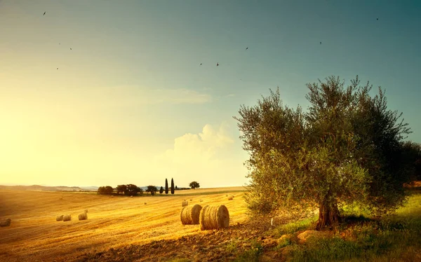 Летний пейзаж; сельскохозяйственное поле и оливковое дерево — стоковое фото