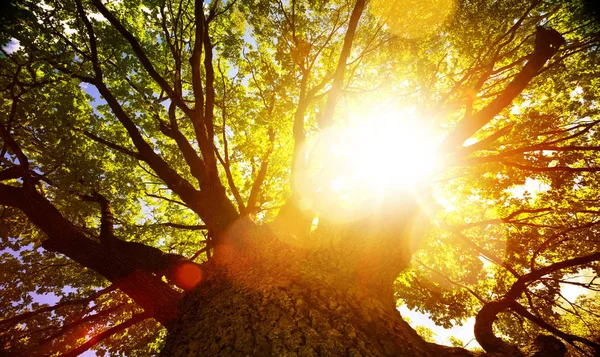 Sanat parlak yaz ağacı doğa arka plan — Stok fotoğraf