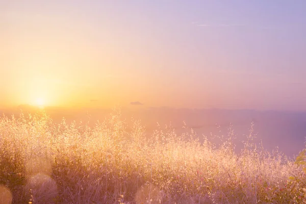 Искусство абстрактного природного фона; летний солнечный луг — стоковое фото