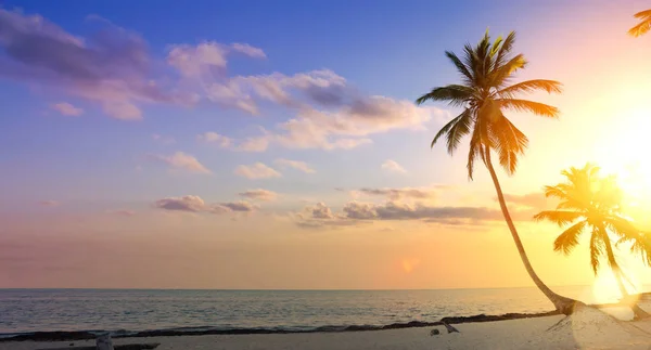 Art καλοκαιρινές διακοπές φόντο? Φοινικόδεντρα σε τροπική παραλία — Φωτογραφία Αρχείου