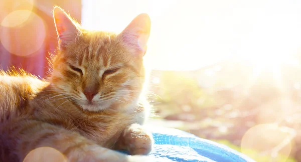Summer relax;  happy cat gets pleasure basking in the summer sun — Stock Photo, Image