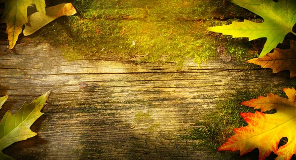 Art	autumn background; maple leaf on old wooden background — Stock Photo, Image