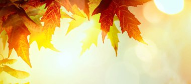 Sonbahar sarı yaprakları; soyut doğa sonbahar Arka Plan 