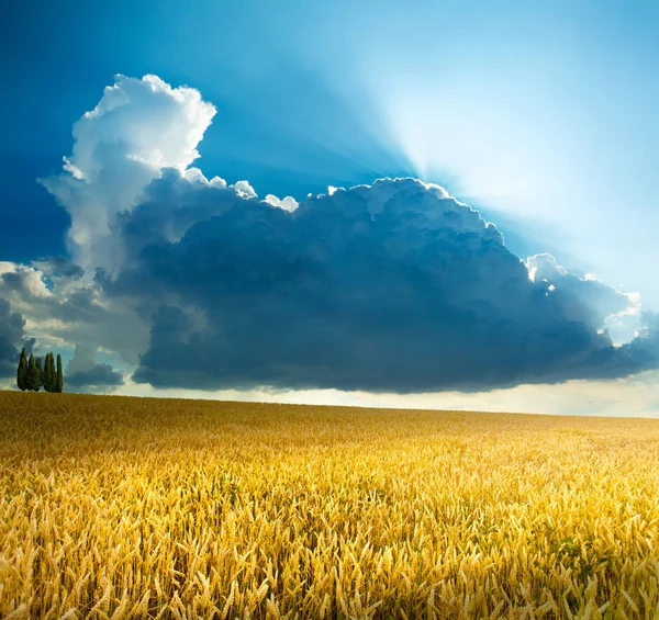 Gyönyörű gabonapelyhek a természetben napkelte, panoráma táj — Stock Fotó