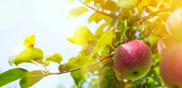 Appel boomtak met rode appels — Stockfoto