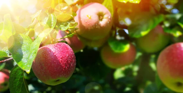 Rama de manzano con manzana roja orgánica en la naturaleza verde borrosa —  Fotos de Stock