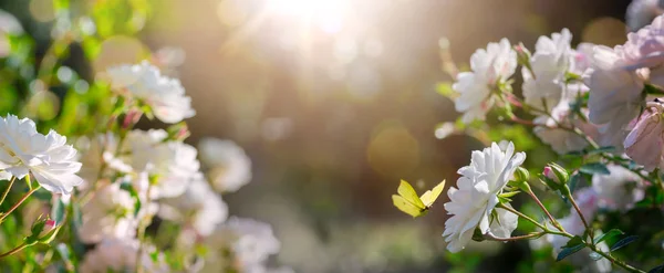 Sommar blommig bakgrund, vita Rosen blommor och flyga fjäril ; — Stockfoto