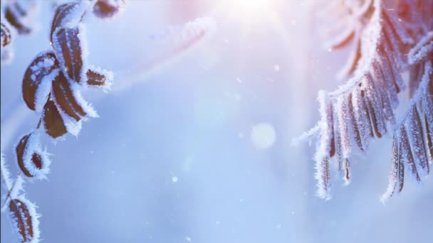 Navidad Luz Invierno Paisaje Caída Nieve Rama Árbol Nevado — Vídeo de stock