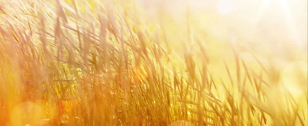 Sztuka abstrakcyjna naturalne jesienne tło; Jesienna słoneczna łąka — Zdjęcie stockowe