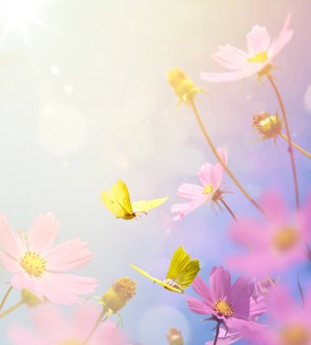 sonbahar kırsal çiçek arka plan; sonbahar çiçek ve butterf