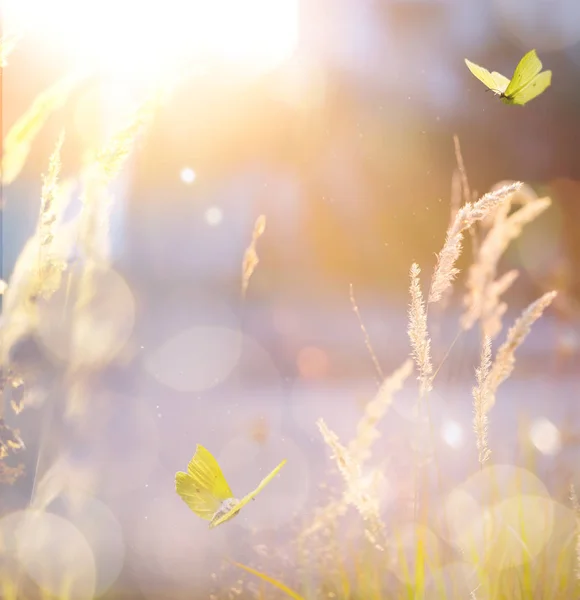 Искусство осенью солнечный пейзаж; абстрактная природа backgrou — стоковое фото