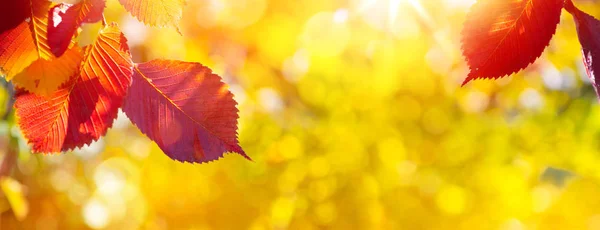 Kunst Herbst Blätter auf der Sonne. verschwommener sonniger Herbst-Hintergrund — Stockfoto