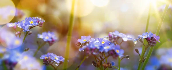Kunst Blühenden Blumenwiese Sommer Auf Sonnenuntergang Himmel Hintergrund Schöne Sommerzeit — Stockfoto