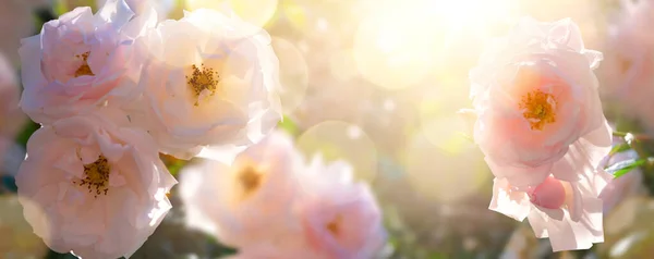 Paysage Jardin Été Belle Fleur Été Contre Ciel Ensoleillé Fond — Photo