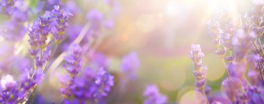 Yaz çiçekli manzara; güneşli gökyüzüne karşı güzel yaz lavanta çiçeği; doğa manzarası arka plan.