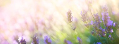 Summer floral landscape; beautiful summer lavender flower against evening sunny sky; nature landscape background. clipart