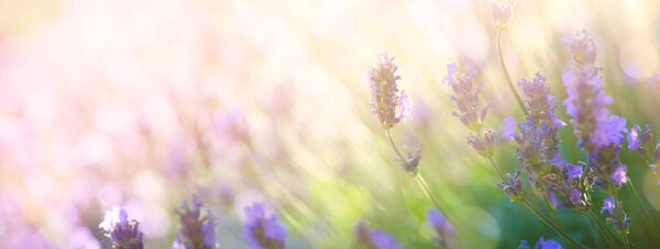 Summer floral landscape; beautiful summer lavender flower against evening sunny sky; nature landscape background.