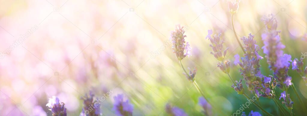 Summer floral landscape; beautiful summer lavender flower against evening sunny sky; nature landscape background.