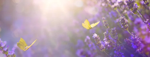 Art Summer Floral Landscape Beautiful Summer Lavender Flower Fly Butterfly — Stock Photo, Image