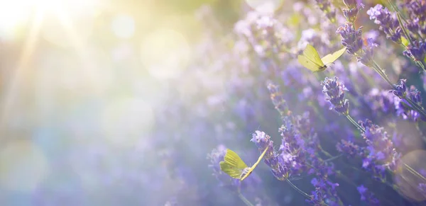 アブストラクトアート夏の花の風景 美しい夏のラベンダーの花と夕方の晴れた空に対して蝶を飛ぶ 自然景観の背景 — ストック写真