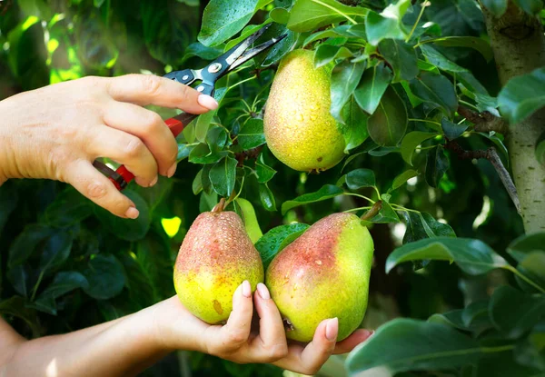 Colheita Pêra Pomar Mão Mulher Pegando Frutos Pêra Fundo Frutas — Fotografia de Stock